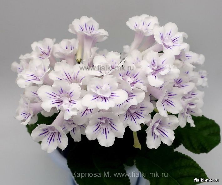 Bristol's Lollipop (Миниатюрный сорт) (дет) код С119