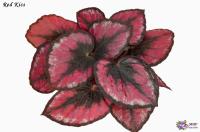 Red Кiss (л/ср) - код Б047 Red Кiss (л/ср) - код Б047