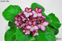 Scarlet Sky (стандарт) (л/ук) - код  Ф331 **