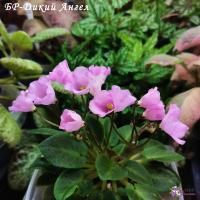 БР-Дикий Ангел (миниатюра) (л/ср) - код Ф681