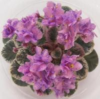 Cajun's Lil' Love (миниатюра) (л/ср) - код Ф441