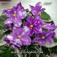 Rivermist Psycho (стандарт) (л/ук) - Ф820