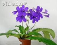 Fernwood's Silhouette (Миниатюрный сорт)  (дет) - код С128