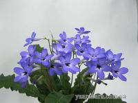 Haru no mizu (миниатюрный сорт) (дет) - С146