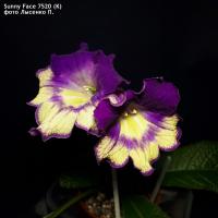 (K) Sunny Face 7520 (дет) - код С035