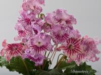 DS-Барышня (дет) - код С060