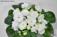 Ален-Кисти Хмеля (стандарт) (л/ук) - код Ф263