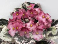 Autumn Halo (стандарт) (л/ук) - Ф858