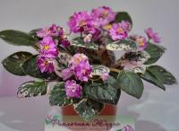 ЛЕ-Шеридан (трейлер) (л/ук) - код Ф812 ЛЕ-Шеридан (трейлер) (л/ук) - код Ф812