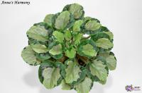 Anna's Harmony's (листовая стандарт-химера) (п/ук) - код Ф060