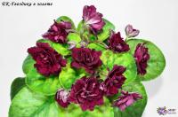 ЕК-Гвоздика в золоте (стандарт) (л/ук) - код Ф708 **