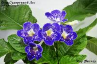 Dem-Сумеречный Лес (121) (дет) - код С059