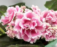 ПТ-Осиана (стандарт) (л/ук) - код Ф309 **