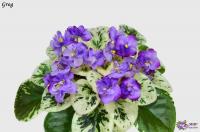 Grog (миниатюра) (л/ср) - код Ф359