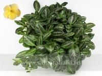 Sun Gold (сталон срез) - код Э053