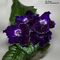 DS-Омут (дет) - код С072