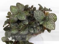 Ronnie (сталон срез) - код Э013