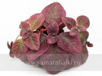 НиКа-Ивана Купала (сталон срез) - код Э018