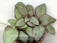 Silver Moon (сталон срез) - код Э001