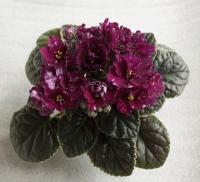 МТ-Навстречу Мечте (стандарт) (л/ук) - код Ф793