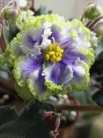 RIV-Изумрудные Озера (стандарт) (л/ук) - код Ф1024