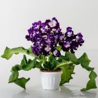 DS-Пегас (дет) - С142