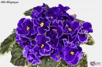 НД-Тортуга (стандарт) (л/ук) - код Ф473 **