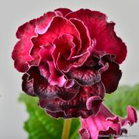 DS-2254 (дет) - код С005