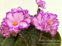 РС-Дискотека (стандарт) (л/ук) - код Ф608 **