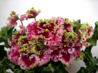 АВ-Цыганская Свадьба (стандарт) (л/ук) - код Ф339