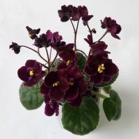 Mac's Piqued Pixie (миниатюра) (л/ср) - код Ф958