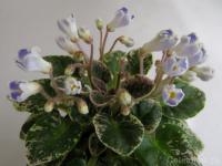 Н-Ночная роса (миниатюра) (л/ук) - код Ф345