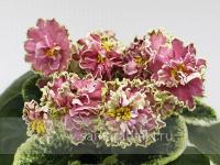 ВаТ-Тайяна (стандарт) (л/ук) - код Ф1005