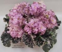 Арт-Гейша (стандарт) (л/ук) - код Ф447