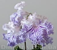 DS-Beautiful (дет) - код С169