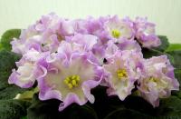 Hawaiian Pearl (стандарт) (дет) - код Ф803 **