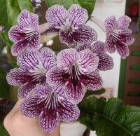 UA-Ловец Снов (дет) - код С063