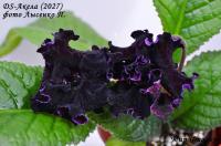 DS-Акела (2027) (дет) - код С084