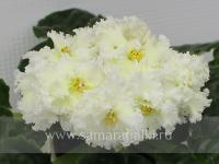 РС-Золотая Роскошь (стандарт) (л/ук) - код Ф495