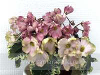 АВ-Вечность (миниатюра) (л/ук) - код Ф615 **