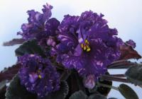 РМ-Синяя Астра (стандарт) (л/ук) - код Ф399