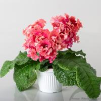 DS-2469 (Новинка) (дет) - код С114