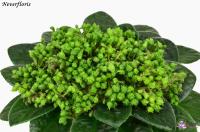 Neverfloris  (стандарт) (л/ук) - код Ф822