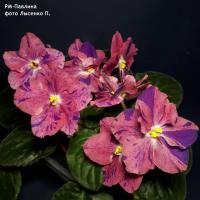 РМ-Павлина (стандарт) (л/ук) - код  Ф531 **