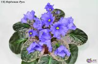 ЕК-Берёзовая Русь (стандарт) (л/ук) - код Ф775 **