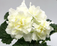 МК-Белый Янтарь (стандарт) (л/ук) - код Ф1003