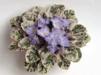 Dean's Aquarius (миниатюра) (л/ср) - код Ф904 **