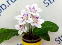 Heartland's Nelly (Миниатюрный сорт)  (дет) - код С132