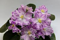 ПТ-Хрустальная Леди (стандарт) (дет) - код Ф500 **