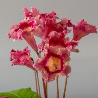 DS-Рыжик (дет) - код С172